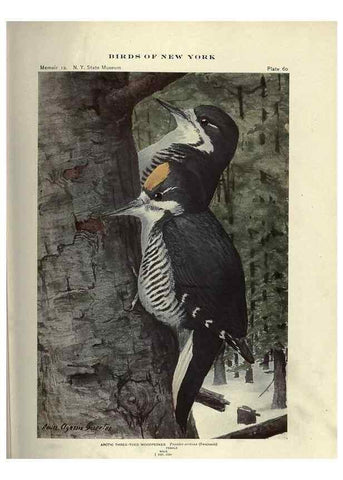 Reproducción/Reproduction 6901487390: Birds of New York /. Albany :University of the State of New York,1910-1914.