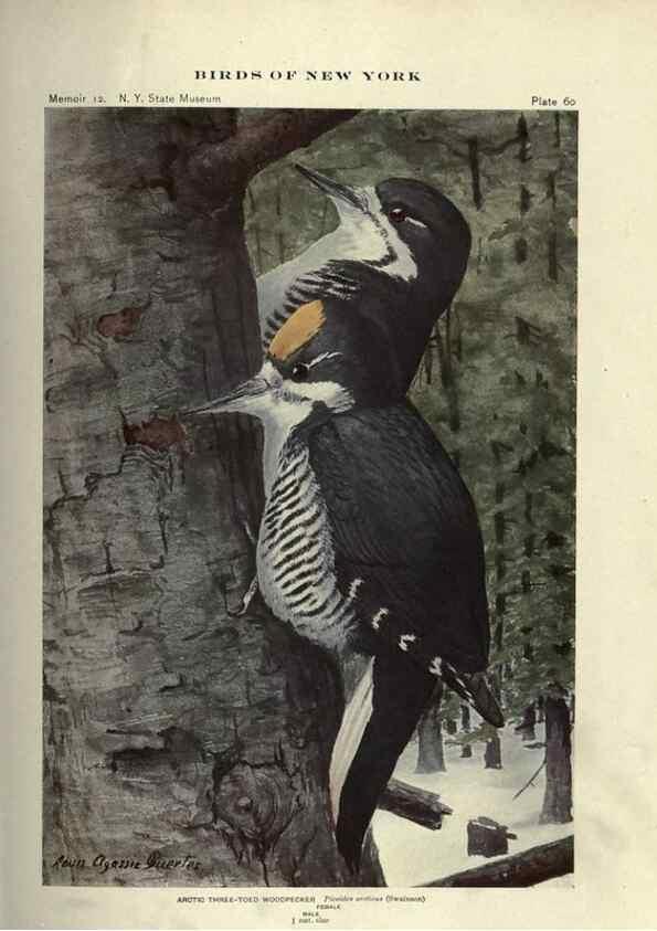Reproducción/Reproduction 6901487390: Birds of New York /. Albany :University of the State of New York,1910-1914.