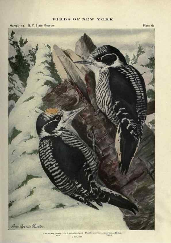 Reproducción/Reproduction 7047584467: Birds of New York /. Albany :University of the State of New York,1910-1914.