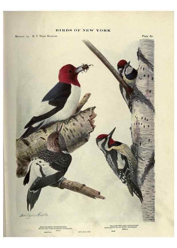 Reproducción/Reproduction 6901487798: Birds of New York /. Albany :University of the State of New York,1910-1914.