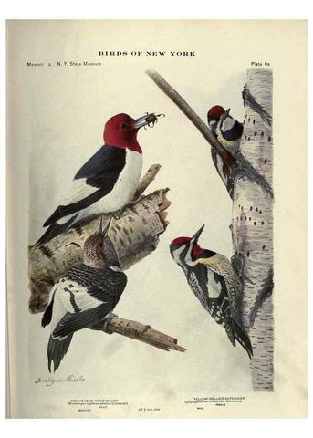 Reproducción/Reproduction 6901487798: Birds of New York /. Albany :University of the State of New York,1910-1914.