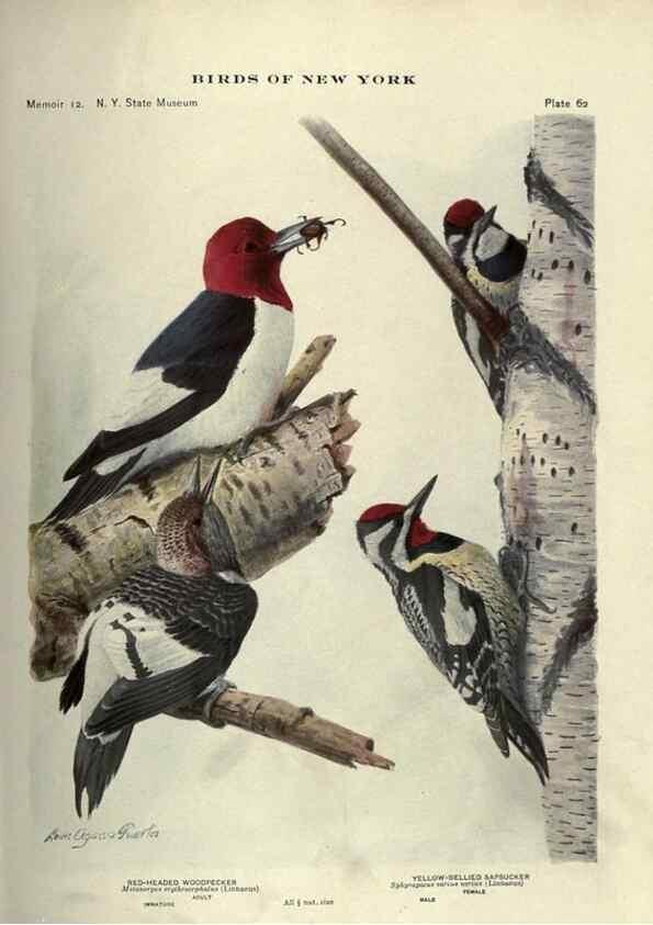 Reproducción/Reproduction 6901487798: Birds of New York /. Albany :University of the State of New York,1910-1914.
