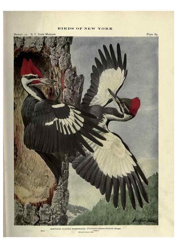 Reproducción/Reproduction 7047584917: Birds of New York /. Albany :University of the State of New York,1910-1914.
