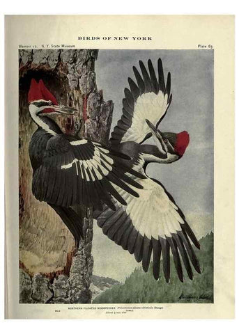 Reproducción/Reproduction 7047584917: Birds of New York /. Albany :University of the State of New York,1910-1914.
