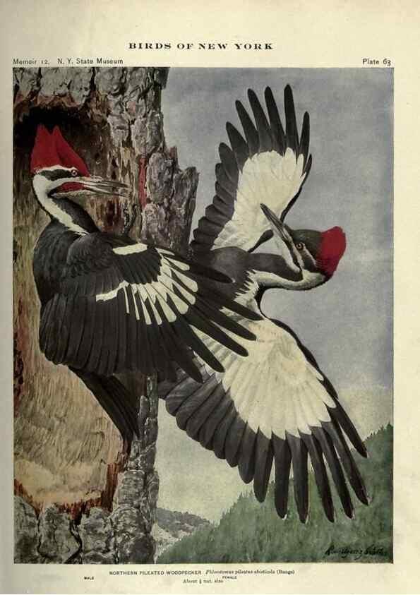Reproducción/Reproduction 7047584917: Birds of New York /. Albany :University of the State of New York,1910-1914.