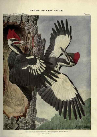 Reproducción/Reproduction 7047584917: Birds of New York /. Albany :University of the State of New York,1910-1914.