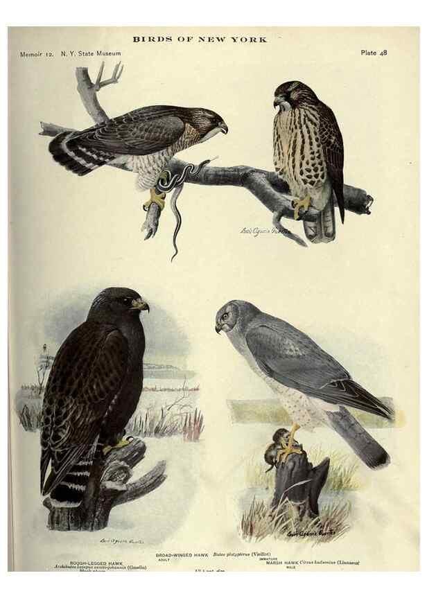 Reproducción/Reproduction 6901484240: Birds of New York /. Albany :University of the State of New York,1910-1914.