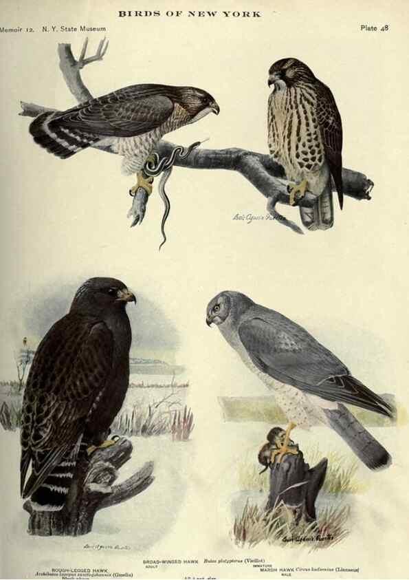 Reproducción/Reproduction 6901484240: Birds of New York /. Albany :University of the State of New York,1910-1914.