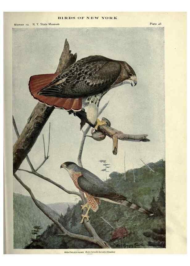 Reproducción/Reproduction 6901483674: Birds of New York /. Albany :University of the State of New York,1910-1914.