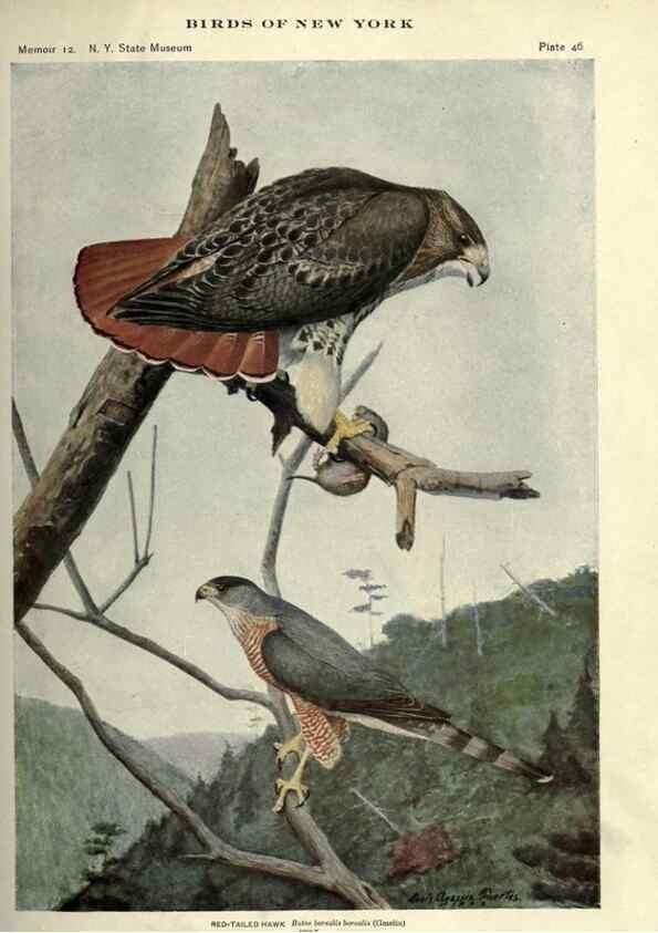 Reproducción/Reproduction 6901483674: Birds of New York /. Albany :University of the State of New York,1910-1914.