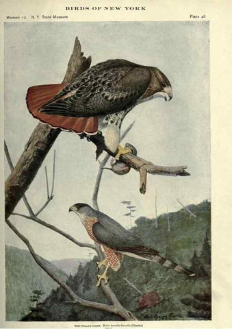 Reproducción/Reproduction 6901483674: Birds of New York /. Albany :University of the State of New York,1910-1914.