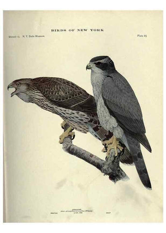 Reproducción/Reproduction 6901483282: Birds of New York /. Albany :University of the State of New York,1910-1914.