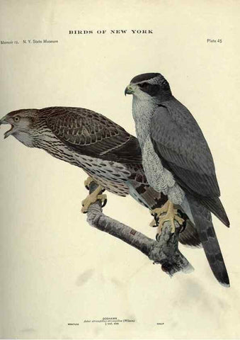 Reproducción/Reproduction 6901483282: Birds of New York /. Albany :University of the State of New York,1910-1914.