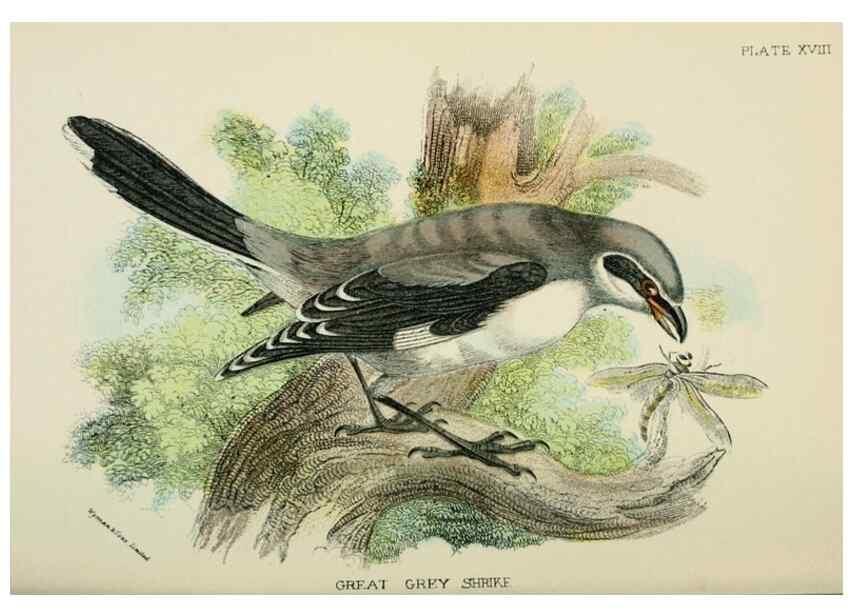 Reproducción/Reproduction 7044756985: A hand-book to the birds of Great Britain.. London,E. Lloyd, Limited,1896-1897.