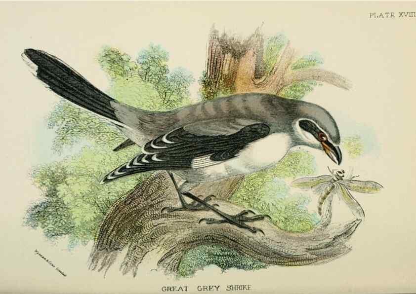 Reproducción/Reproduction 7044756985: A hand-book to the birds of Great Britain.. London,E. Lloyd, Limited,1896-1897.