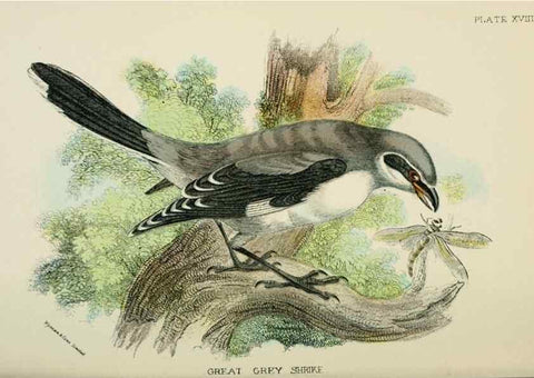 Reproducción/Reproduction 7044756985: A hand-book to the birds of Great Britain.. London,E. Lloyd, Limited,1896-1897.
