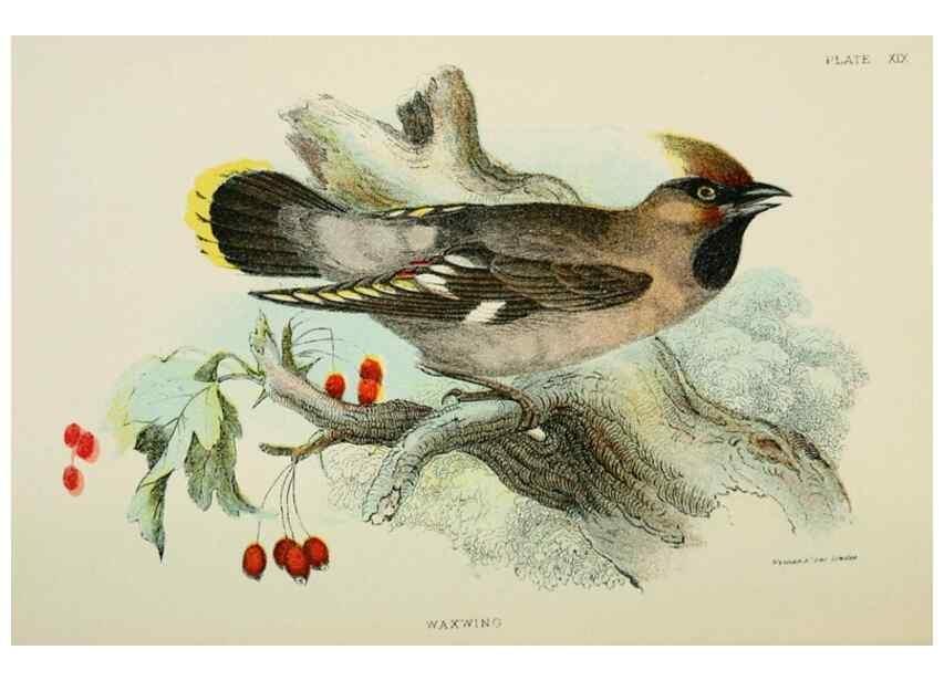 Reproducción/Reproduction 6898663294: A hand-book to the birds of Great Britain.. London,E. Lloyd, Limited,1896-1897.