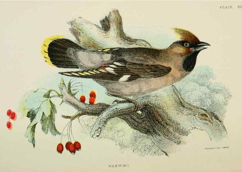 Reproducción/Reproduction 6898663294: A hand-book to the birds of Great Britain.. London,E. Lloyd, Limited,1896-1897.