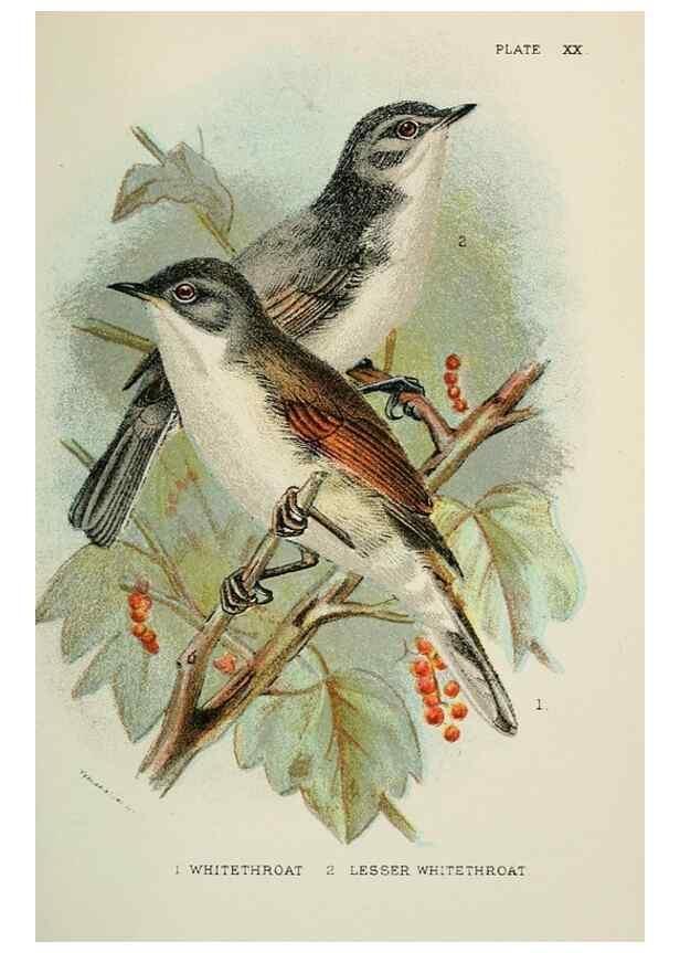 Reproducción/Reproduction 7044758239: A hand-book to the birds of Great Britain.. London,E. Lloyd, Limited,1896-1897.