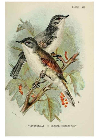 Reproducción/Reproduction 7044758239: A hand-book to the birds of Great Britain.. London,E. Lloyd, Limited,1896-1897.