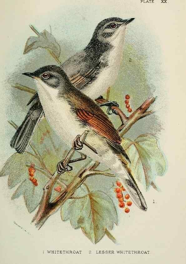 Reproducción/Reproduction 7044758239: A hand-book to the birds of Great Britain.. London,E. Lloyd, Limited,1896-1897.