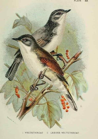 Reproducción/Reproduction 7044758239: A hand-book to the birds of Great Britain.. London,E. Lloyd, Limited,1896-1897.