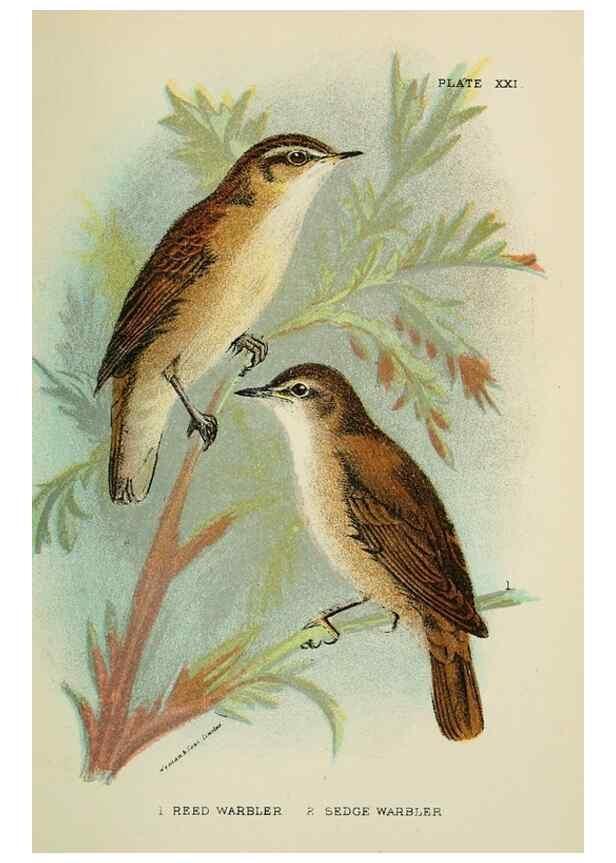 Reproducción/Reproduction 7044758877: A hand-book to the birds of Great Britain.. London,E. Lloyd, Limited,1896-1897.