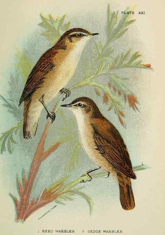 Reproducción/Reproduction 7044758877: A hand-book to the birds of Great Britain.. London,E. Lloyd, Limited,1896-1897.