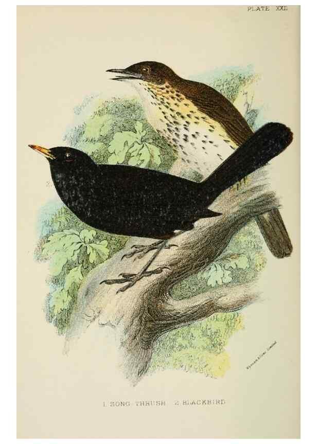 Reproducción/Reproduction 6898665126: A hand-book to the birds of Great Britain.. London,E. Lloyd, Limited,1896-1897.