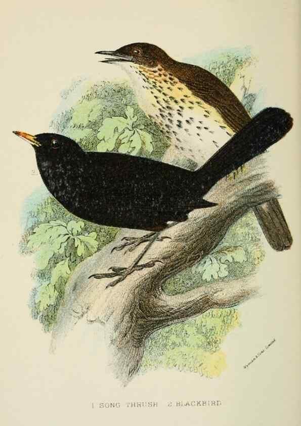 Reproducción/Reproduction 6898665126: A hand-book to the birds of Great Britain.. London,E. Lloyd, Limited,1896-1897.