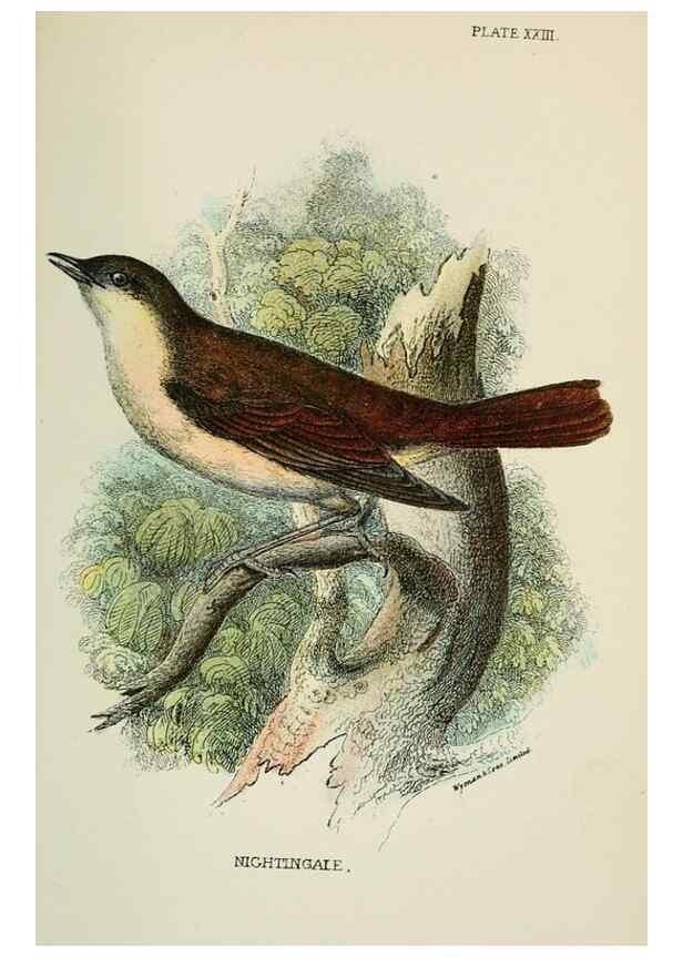 Reproducción/Reproduction 7044760035: A hand-book to the birds of Great Britain.. London,E. Lloyd, Limited,1896-1897.
