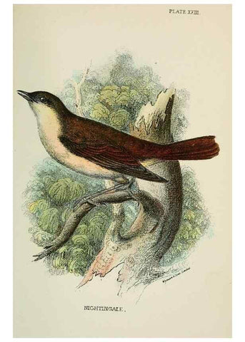Reproducción/Reproduction 7044760035: A hand-book to the birds of Great Britain.. London,E. Lloyd, Limited,1896-1897.
