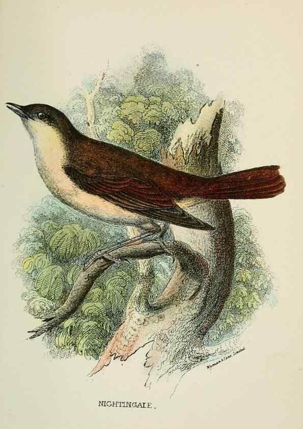 Reproducción/Reproduction 7044760035: A hand-book to the birds of Great Britain.. London,E. Lloyd, Limited,1896-1897.