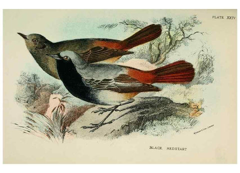 Reproducción/Reproduction 7044760653: A hand-book to the birds of Great Britain.. London,E. Lloyd, Limited,1896-1897.