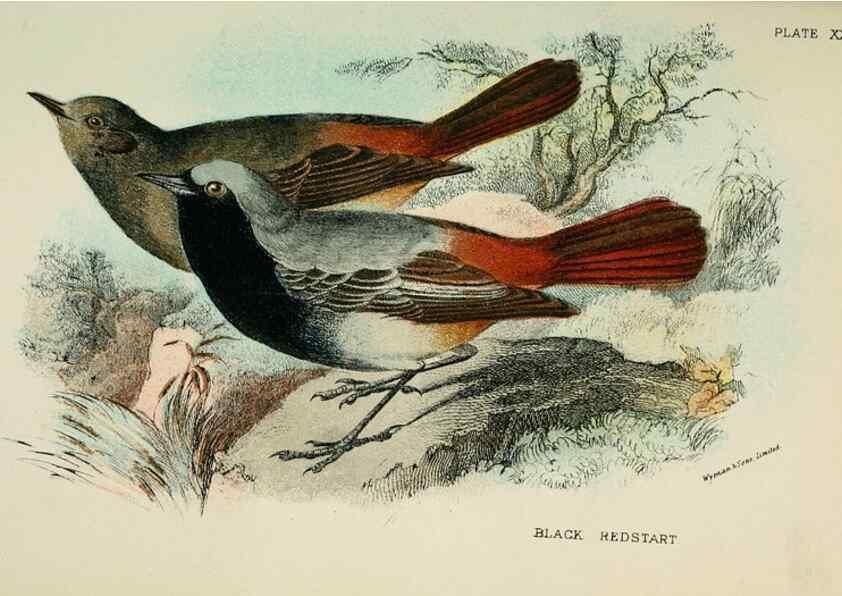 Reproducción/Reproduction 7044760653: A hand-book to the birds of Great Britain.. London,E. Lloyd, Limited,1896-1897.
