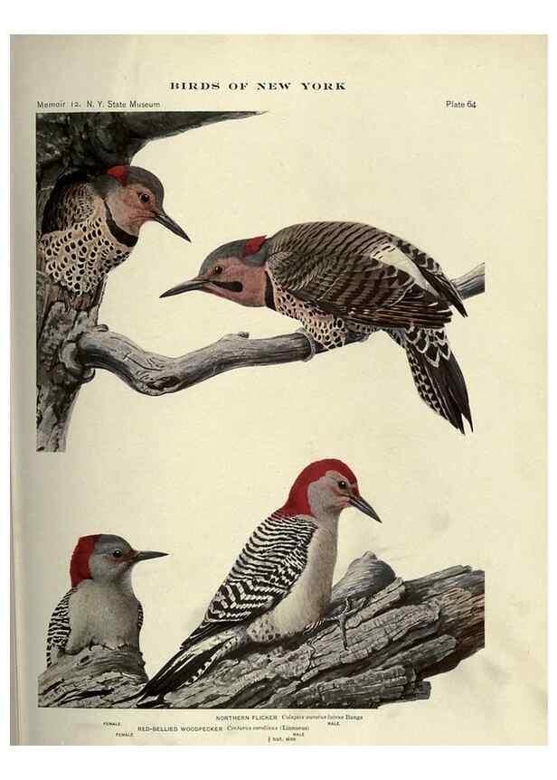 Reproducción/Reproduction 6901488288: Birds of New York /. Albany :University of the State of New York,1910-1914.