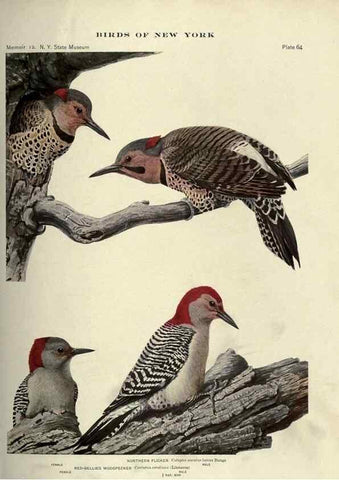 Reproducción/Reproduction 6901488288: Birds of New York /. Albany :University of the State of New York,1910-1914.