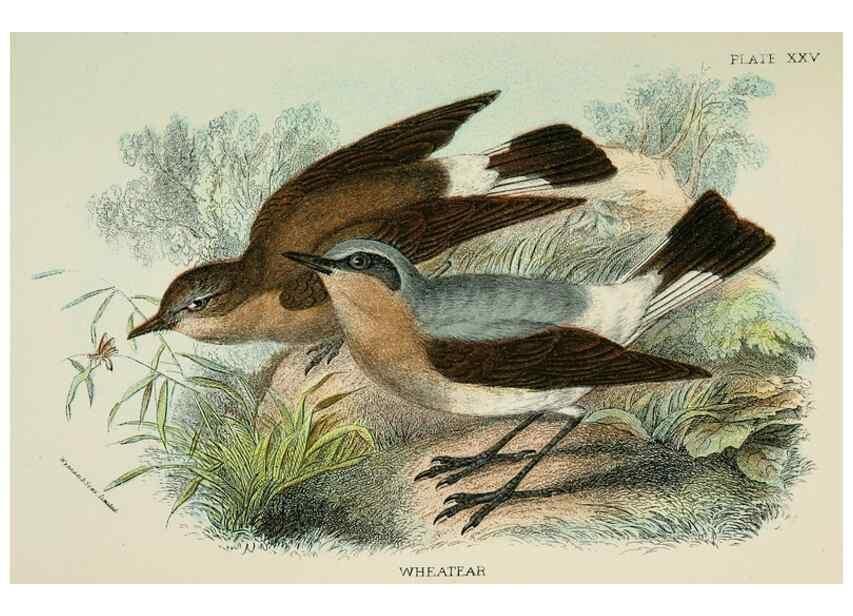 Reproducción/Reproduction 6898667076: A hand-book to the birds of Great Britain.. London,E. Lloyd, Limited,1896-1897.
