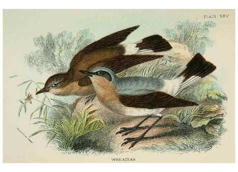 Reproducción/Reproduction 6898667076: A hand-book to the birds of Great Britain.. London,E. Lloyd, Limited,1896-1897.