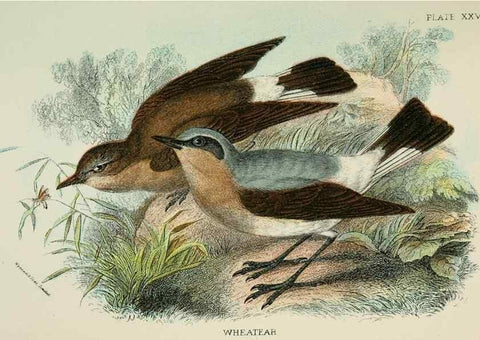 Reproducción/Reproduction 6898667076: A hand-book to the birds of Great Britain.. London,E. Lloyd, Limited,1896-1897.