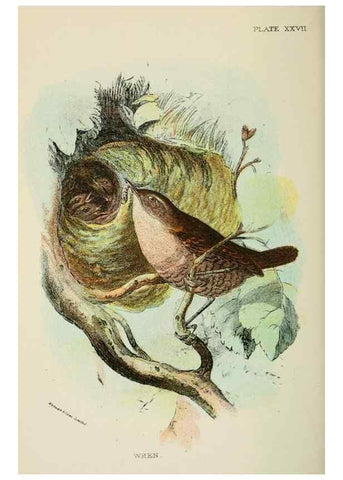 Reproducción/Reproduction 7044762583: A hand-book to the birds of Great Britain.. London,E. Lloyd, Limited,1896-1897.