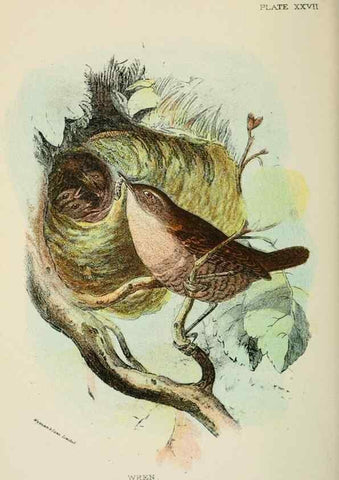 Reproducción/Reproduction 7044762583: A hand-book to the birds of Great Britain.. London,E. Lloyd, Limited,1896-1897.