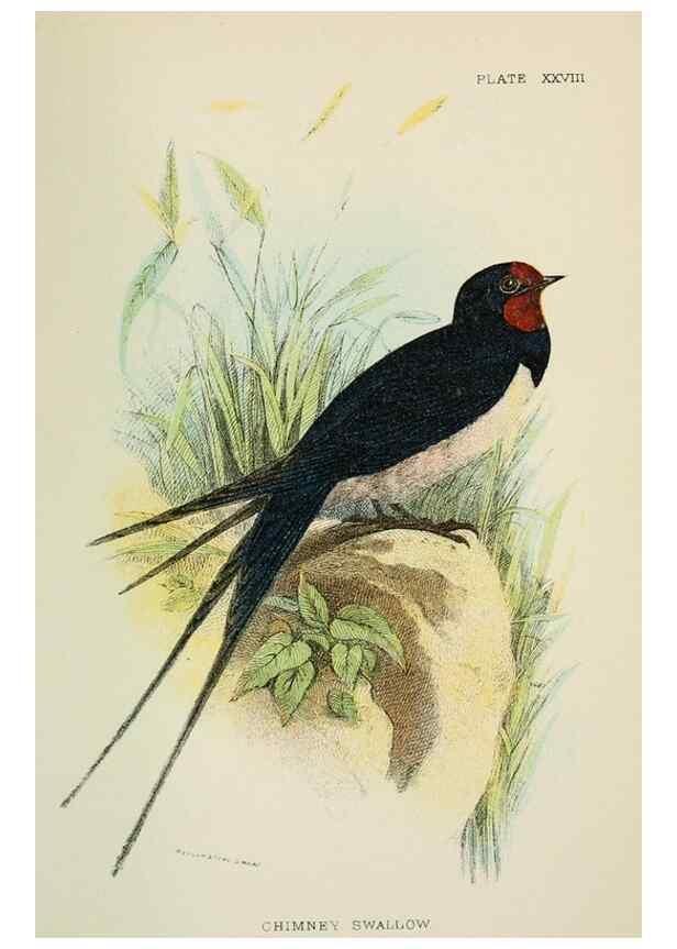 Reproducción/Reproduction 6898668904: A hand-book to the birds of Great Britain.. London,E. Lloyd, Limited,1896-1897.