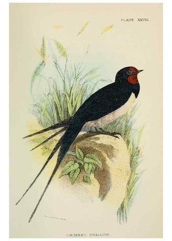 Reproducción/Reproduction 6898668904: A hand-book to the birds of Great Britain.. London,E. Lloyd, Limited,1896-1897.