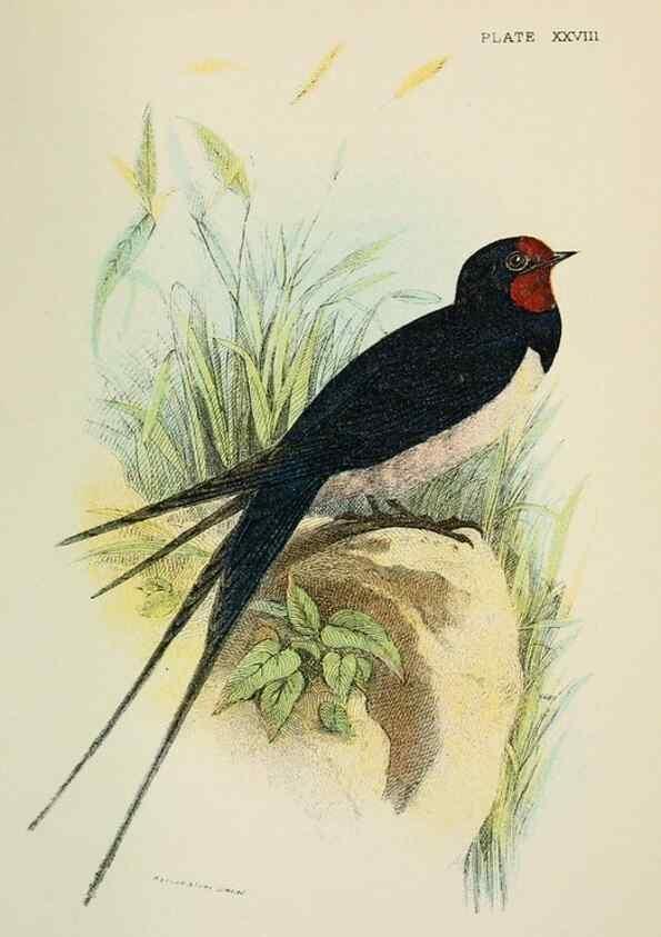 Reproducción/Reproduction 6898668904: A hand-book to the birds of Great Britain.. London,E. Lloyd, Limited,1896-1897.