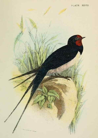 Reproducción/Reproduction 6898668904: A hand-book to the birds of Great Britain.. London,E. Lloyd, Limited,1896-1897.