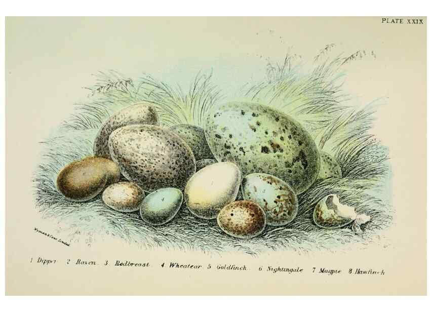 Reproducción/Reproduction 6898669548: A hand-book to the birds of Great Britain.. London,E. Lloyd, Limited,1896-1897.
