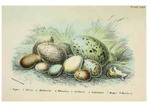 Reproducción/Reproduction 6898669548: A hand-book to the birds of Great Britain.. London,E. Lloyd, Limited,1896-1897.