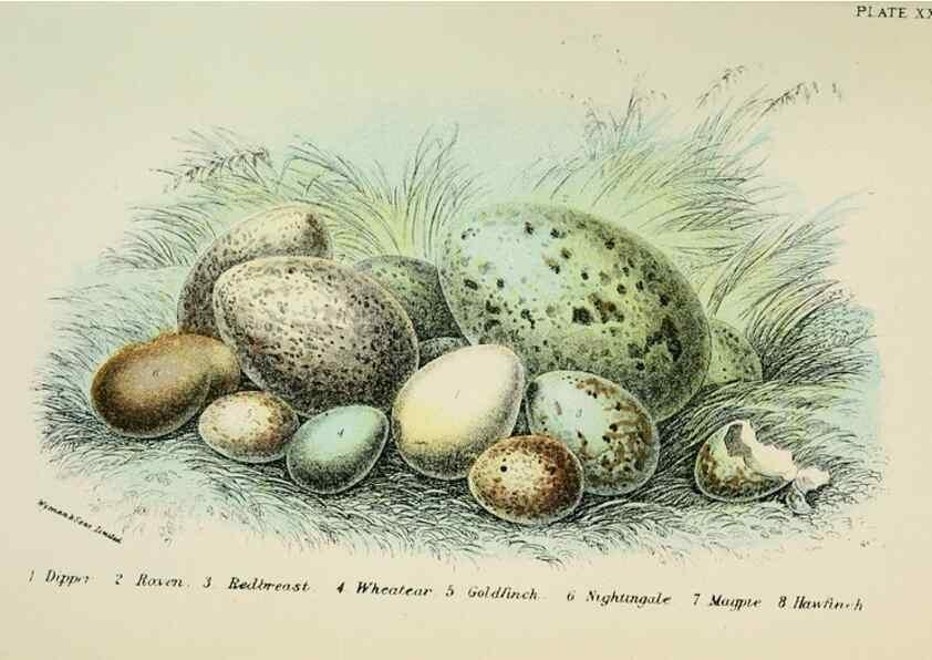 Reproducción/Reproduction 6898669548: A hand-book to the birds of Great Britain.. London,E. Lloyd, Limited,1896-1897.