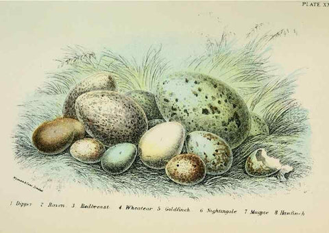 Reproducción/Reproduction 6898669548: A hand-book to the birds of Great Britain.. London,E. Lloyd, Limited,1896-1897.